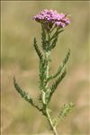 Achillea millefolium subsp. sudetica (Opiz) Oborny