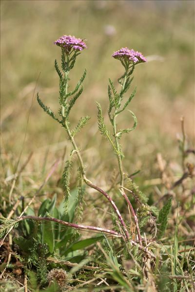 Achillea millefolium subsp. sudetica (Opiz) Oborny