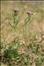 Achillea millefolium subsp. sudetica (Opiz) Oborny