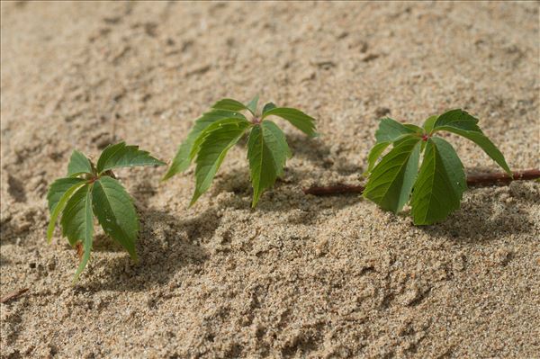 Parthenocissus inserta (A.Kern.) Fritsch