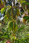 Parthenocissus inserta (A.Kern.) Fritsch