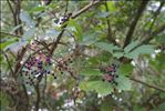 Parthenocissus inserta (A.Kern.) Fritsch