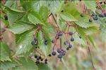 Parthenocissus inserta (A.Kern.) Fritsch