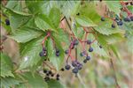 Parthenocissus inserta (A.Kern.) Fritsch