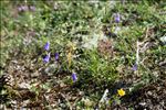 Campanula stenocodon Boiss. & Reut.