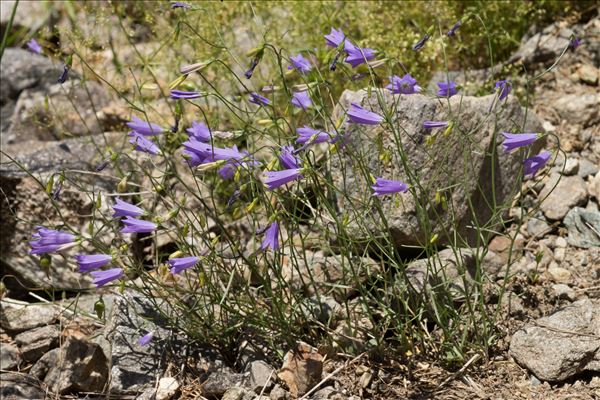 Campanula stenocodon Boiss. & Reut.