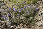 Campanula stenocodon Boiss. & Reut.