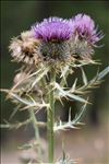 Cirsium morisianum Rchb.f.