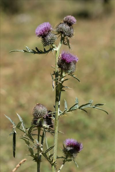 Cirsium morisianum Rchb.f.