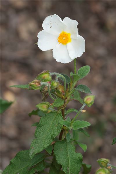 Cistus ×hybridus Pourr.