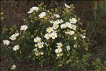 Cistus ×hybridus Pourr.