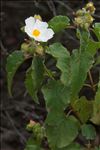 Cistus ×hybridus Pourr.