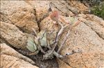 Cotyledon orbiculata L.