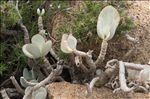 Cotyledon orbiculata L.