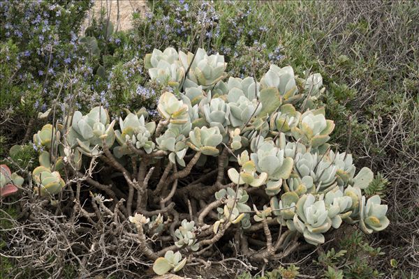 Cotyledon orbiculata L.