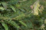 Hedysarum hedysaroides (L.) Schinz & Thell.