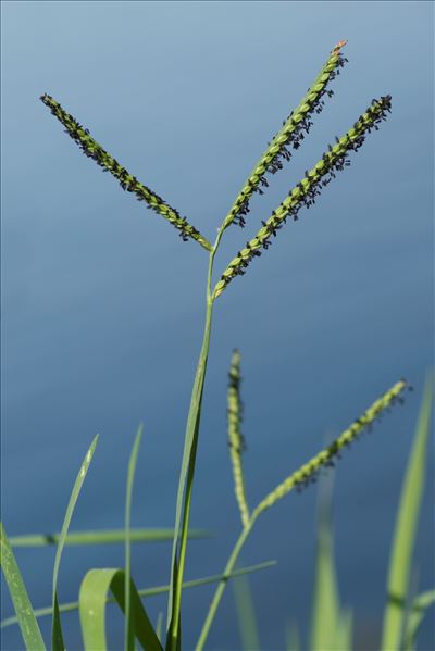 Paspalum distichum L.