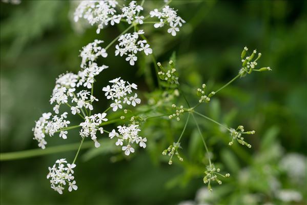 Anthriscus sylvestris (L.) Hoffm.