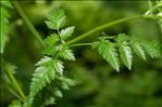 Anthriscus sylvestris subsp. alpina (Vill.) Gremli