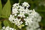 Anthriscus sylvestris (L.) Hoffm. subsp. sylvestris