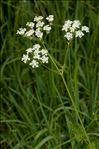 Anthriscus sylvestris subsp. alpina (Vill.) Gremli