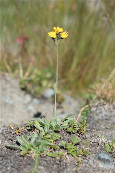Pilosella corymbuloides (Arv.-Touv.) S.Bräut. & Greuter