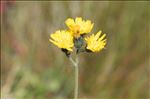 Pilosella corymbuloides (Arv.-Touv.) S.Bräut. & Greuter