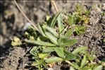 Pilosella corymbuloides (Arv.-Touv.) S.Bräut. & Greuter