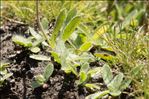 Pilosella corymbuloides (Arv.-Touv.) S.Bräut. & Greuter