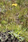 Pilosella corymbuloides (Arv.-Touv.) S.Bräut. & Greuter