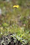 Pilosella corymbuloides (Arv.-Touv.) S.Bräut. & Greuter