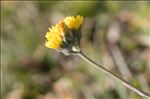 Pilosella corymbuloides (Arv.-Touv.) S.Bräut. & Greuter