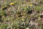 Pilosella corymbuloides (Arv.-Touv.) S.Bräut. & Greuter