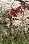 Bryophyllum delagoense (Eckl. & Zeyh.) Schinz