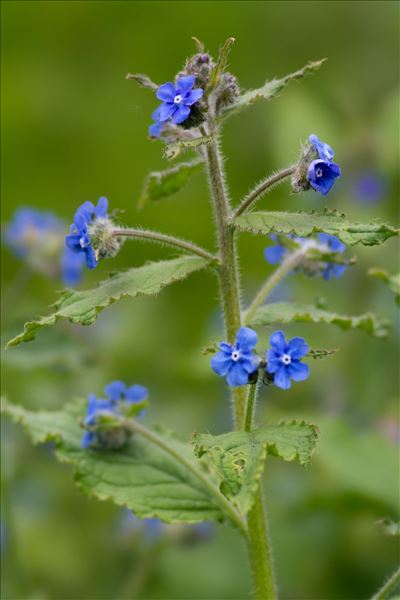 Pentaglottis sempervirens (L.) Tausch ex L.H.Bailey