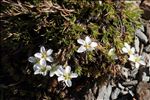 Minuartia recurva subsp. condensata (C.Presl) Greuter & Burdet