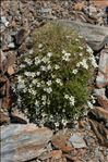 Minuartia recurva subsp. condensata (C.Presl) Greuter & Burdet