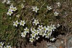 Minuartia recurva subsp. condensata (C.Presl) Greuter & Burdet