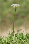Mutellina adonidifolia (J.Gay) Gutermann