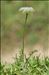 Mutellina adonidifolia var. mutellina (L.) Reduron