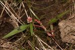 Persicaria lapathifolia subsp. brittingeri (Opiz) Soják