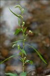 Persicaria lapathifolia subsp. brittingeri (Opiz) Soják