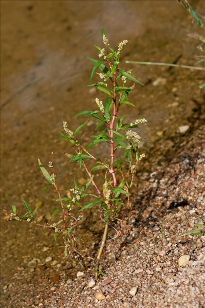 Persicaria lapathifolia (L.) Delarbre