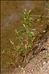 Persicaria lapathifolia (L.) Delarbre