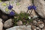 Phyteuma globulariifolium Sternb. & Hoppe