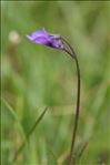 Pinguicula leptoceras Rchb.