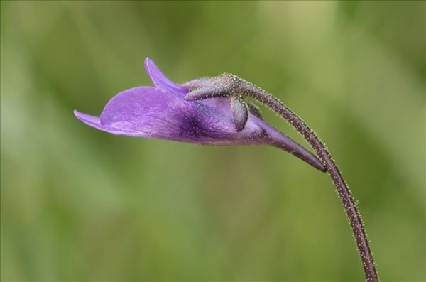 Pinguicula leptoceras Rchb.