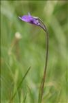 Pinguicula leptoceras Rchb.