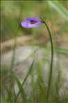 Pinguicula leptoceras Rchb.