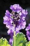 Primula latifolia subsp. graveolens (Hegetschw.) Rouy